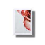 Korres Apothecary Wild Rose Άγριο Τριαντάφυλλο Spotless Serum Προσώπου με Βιταμίνη C, 30ml - Image 4